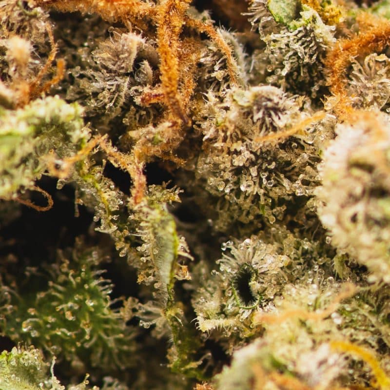 Buy Alien OG Strain AAA | Chronic Store