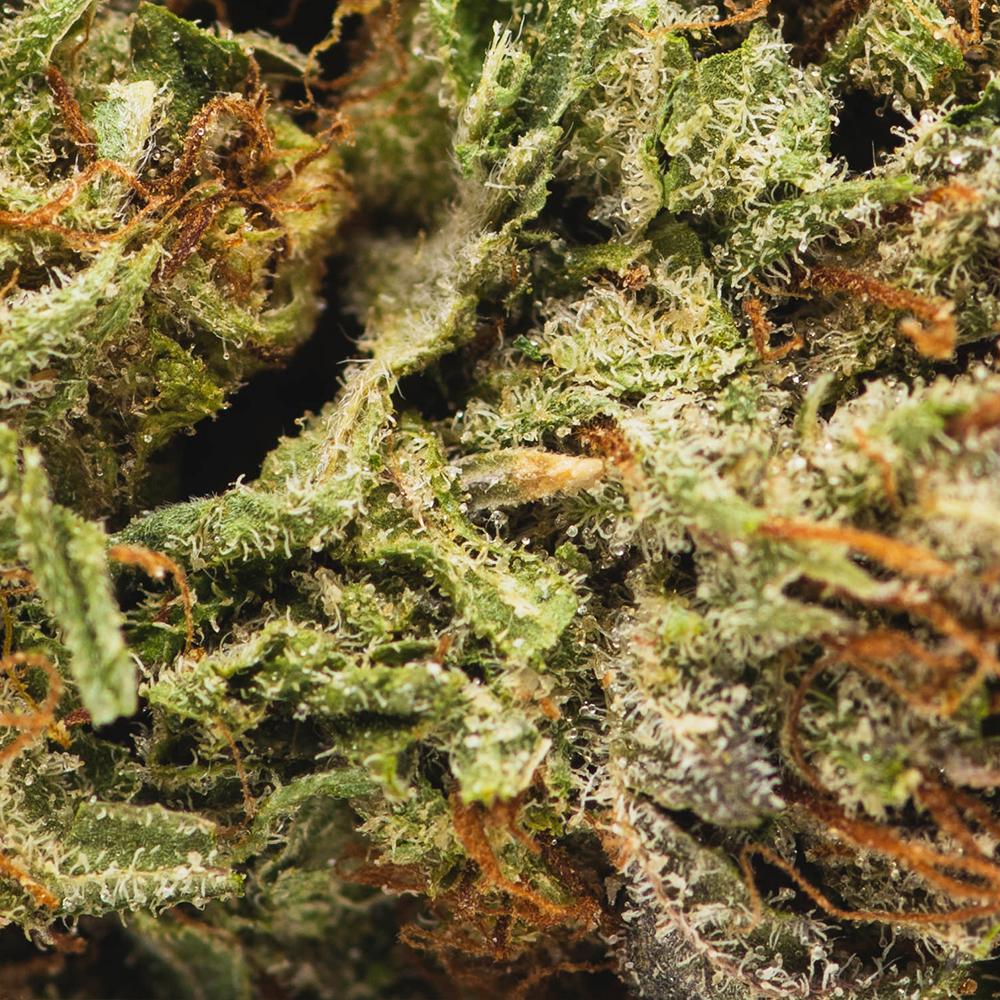 Buy Key Lime Surprise Strain AA (1oz) Chronic Store