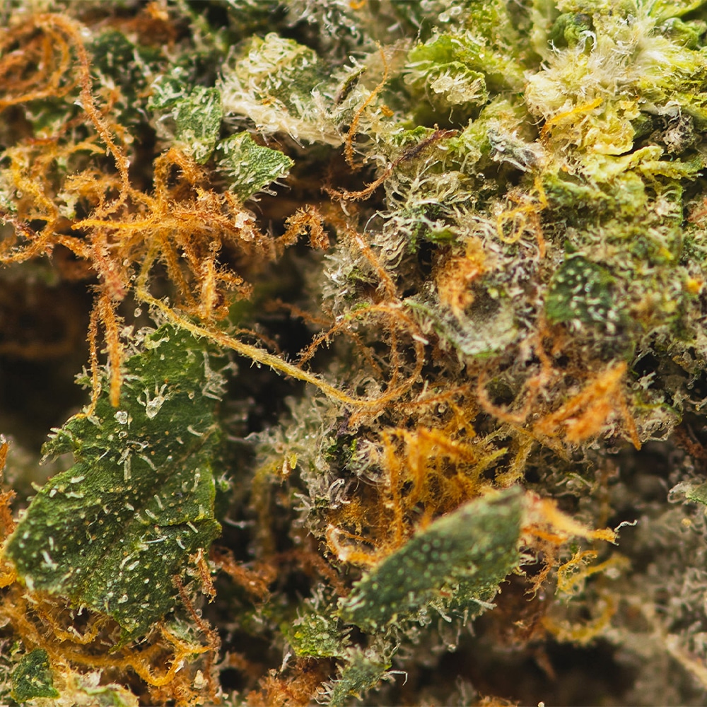 Buy Strawberry Banana Kush (1oz) Chronic Store