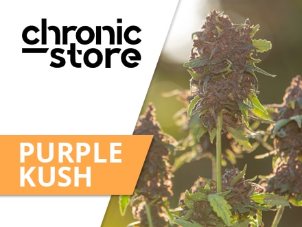 Everything You Wanted to Learn About Purple Kush