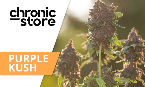 Everything You Wanted to Learn About Purple Kush