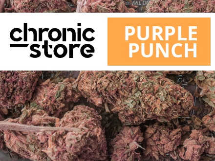 Everything You Wanted to Know About Purple Punch