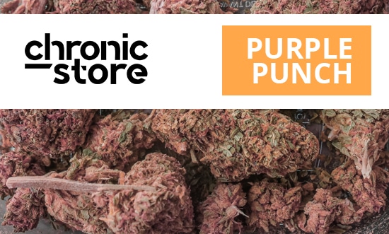  Everything You Wanted to Know About Purple Punch