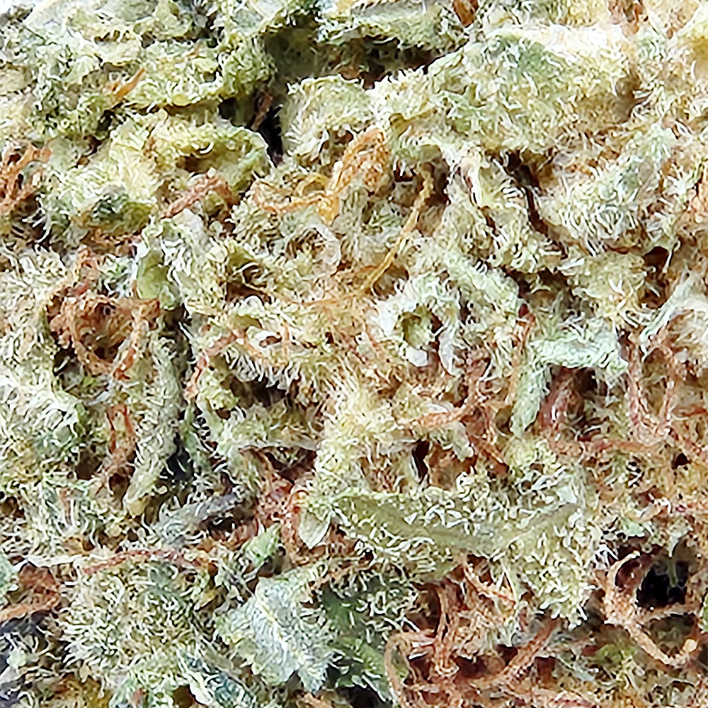 Gelato Cannabis strain