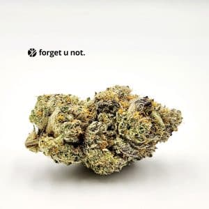 Forget U Not gelato jet fuel Cannabis Strain