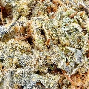 blue dream cannabis close up photo