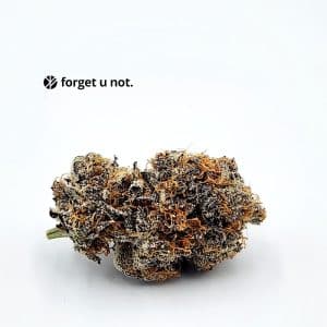 island haze cannabis forget u not